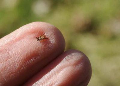 Tick research update, and self-care tips, with dr. felicia keesing - awaytogarden.com - Usa - New York