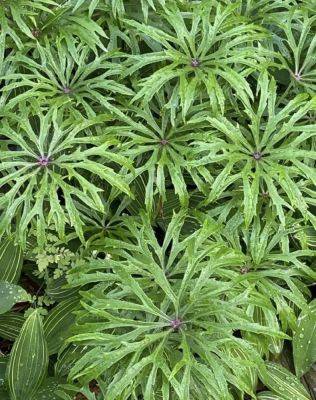 Leaves first: favorite foliage to unify the garden, with ken druse - awaytogarden.com