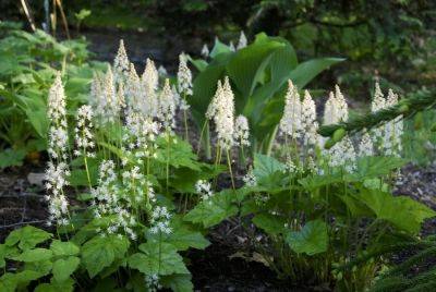 Groundcovers: out with the old, in with the natives, with ken druse - awaytogarden.com - Japan