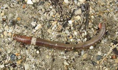 Invasive asian jumping worms: a 2019 research update, with brad herrick of uw-madison - awaytogarden.com - state Wisconsin