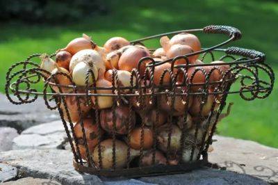 Grow onions from seed, with seed breeder don tipping of siskiyou seeds - awaytogarden.com - state California - state Oregon