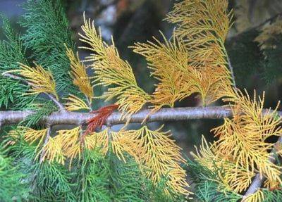 When inner conifer needles turn yellow or brown - awaytogarden.com - state Michigan