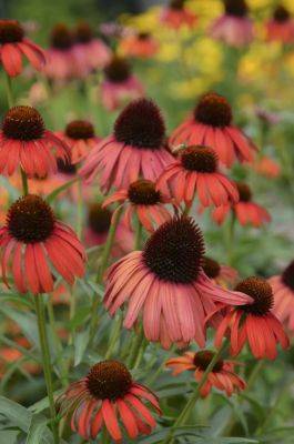 Which echinacea perform best? with sam hoadley of mt. cuba center - awaytogarden.com - Cuba - state Vermont - state Delaware