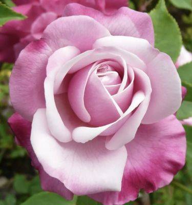 A rose history lesson, with peter kukielski - awaytogarden.com - Canada - New York - state Maine - county Garden - county Ontario