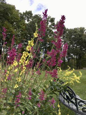 Flower-garden favorites, with helen o’donnell of bunker farm plants - awaytogarden.com - state Vermont