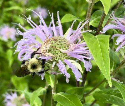 Beecology: how you can help native bumblebees, with robert gegear - awaytogarden.com - state Massachusets
