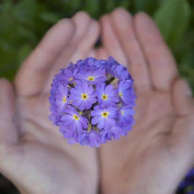 Best primulas for our gardens, with ‘primrose’ author elizabeth lawson - awaytogarden.com - Usa - city London