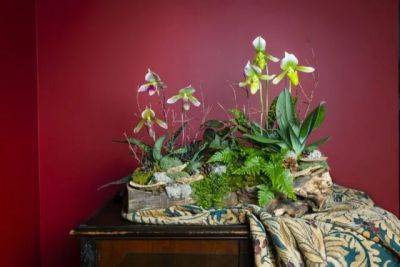 Success (and flair) with orchids: ‘orchid modern,’ with nybg’s marc hachadourian - awaytogarden.com - New York - county Garden