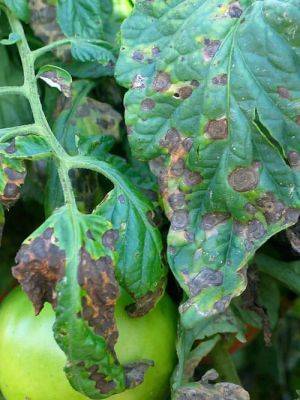 What’s wrong with my tomatoes? with dr. meg mcgrath - awaytogarden.com - New York - state Minnesota
