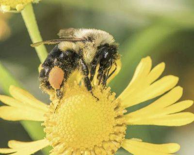 Create a pollinator victory garden, with kim eierman - awaytogarden.com - New York - state New York - county Garden
