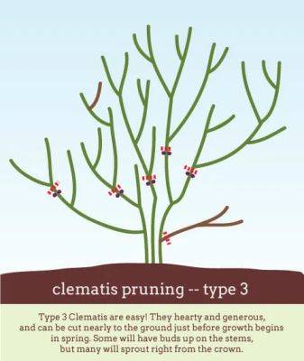 Fear not! how to prune clematis, with dan long - awaytogarden.com