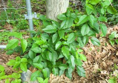 Get smarter about poison ivy, with dr. susan pell - awaytogarden.com - Usa - county Garden