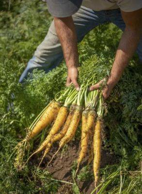 10 top tips for growing root vegetables - awaytogarden.com - state Maine
