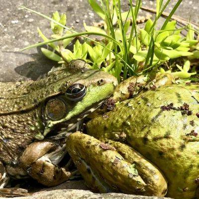 The (mostly froggy, sometimes variegated) news from here - awaytogarden.com - state California