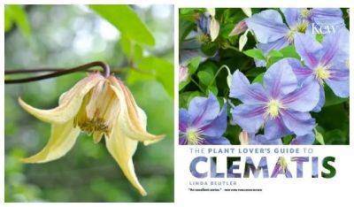 Pairing clematis with proper partners, with linda beutler of rogerson clematis collection - awaytogarden.com - Usa - Britain - Germany - Japan - Poland - Sweden - state Oregon - county Pacific