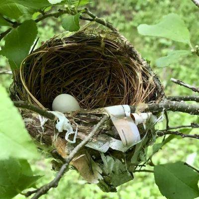 Miraculous bird nests (vs. wily nest predators), with brett degregorio - awaytogarden.com - state Arkansas