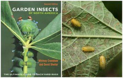 Getting to know your garden insects, with dr. david shetlar - awaytogarden.com - state Colorado - state Ohio