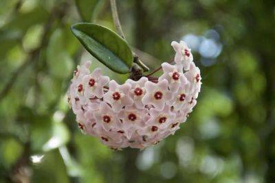 Finding refuge in our gardens, and hope in a hoya, with ken druse - awaytogarden.com