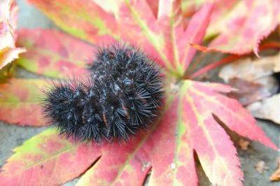 Discovering the wild in your garden (want to learn how 9/15?) - awaytogarden.com - New York