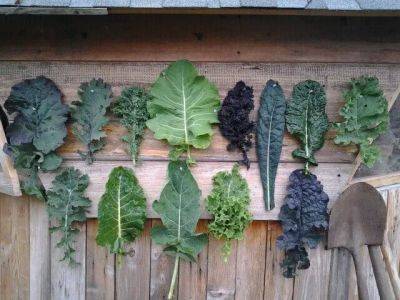 How to grow kale, with sarah kleeger of adaptive seeds - awaytogarden.com - state Oregon - state Indiana