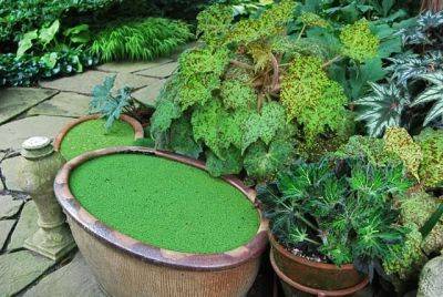 ‘instant’ water garden: try seasonal troughs - awaytogarden.com - county Garden