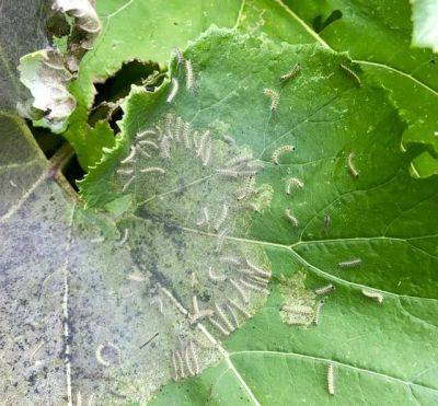 What to do about fall webworm? (usually, nothing) - awaytogarden.com