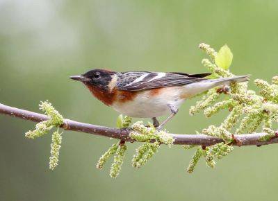 Pure awe: spring bird migration, with kenn kaufman - awaytogarden.com - county Lake