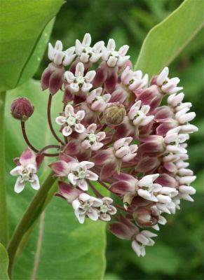 Taking stock of our native flora and newcomers, with nybg’s robert naczi - awaytogarden.com - Usa - Canada - city New York - New York - county Garden