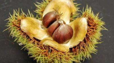 Clivia, staking, viburnum leaf beetle, chestnuts & more: q&a with ken druse - awaytogarden.com - Usa