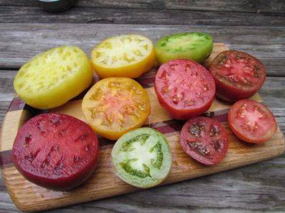 ‘dester,’ ‘cherokee green’ and other top tomatoes, plus tomato troubles, with craig lehoullier - awaytogarden.com - county Day