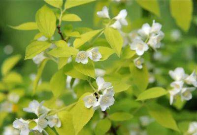 Great shrub: gold-leaf mock orange - awaytogarden.com - Usa