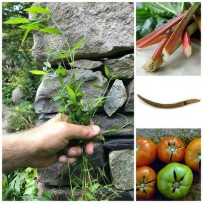 Cracked tomatoes, growing rhubarb in hot spots, asian jumping worms, stiltgrass: q&a with ken druse - awaytogarden.com - Japan