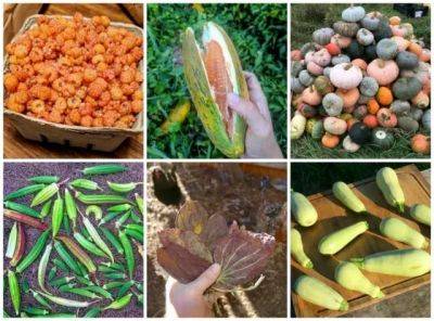 Perennial edibles, landraces and other unusual seeds, with nate kleinman of experimental farm network - awaytogarden.com - state Minnesota - state New Jersey