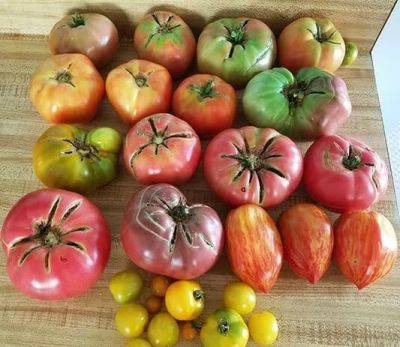 ‘epic tomatoes,’ with craig lehoullier - awaytogarden.com - Australia - state North Carolina