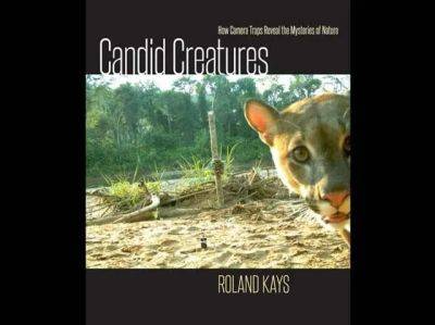 ‘candid creatures,’ a view of nature ‘caught’ on camera traps, by roland kays - awaytogarden.com - state North Carolina