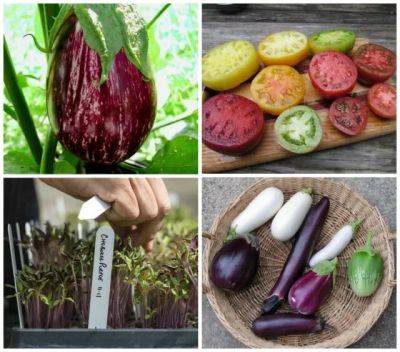 Seed-shopping, plus growing eggplants and ‘dense sowing,’ with craig lehoullier - awaytogarden.com