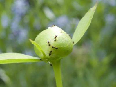 Moquitoes & water gardens; ants in pots or on peony buds, and more: q&a with ken druse - awaytogarden.com