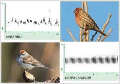 Birding by ear, with nathan pieplow: how to listen to what birds say - awaytogarden.com - state Colorado