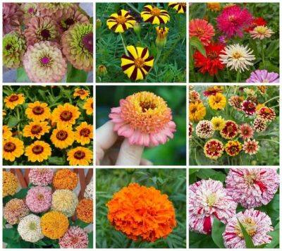 A diversity of marigolds and zinnias old and new, with marilyn barlow - awaytogarden.com