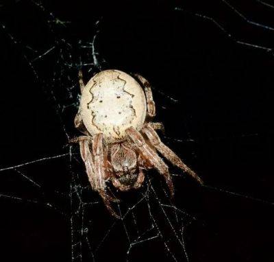 Debunking myths about spiders, with burke museum’s rod crawford - awaytogarden.com - city Seattle