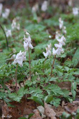 The optimism of new england wild flower society’s dr. elizabeth farnsworth - awaytogarden.com