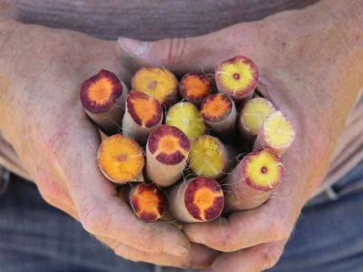 Carrots: their history, challenges, and how to grow them, with breeder dr. phil simon - awaytogarden.com - state Wisconsin