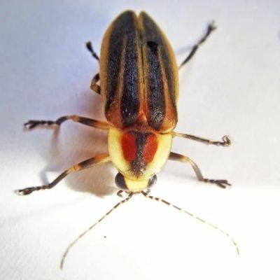 A firefly primer, with lynn frierson faust (win her field guide) - awaytogarden.com - Georgia - Canada
