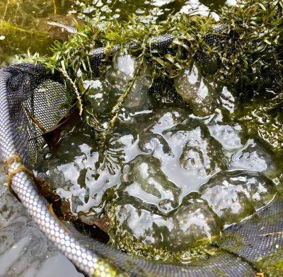 The year of the spotted salamander? egg masses galore - awaytogarden.com - state Michigan