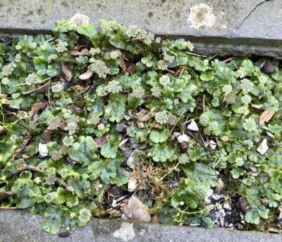 Liverwort and pearlwort: 2 weeds of my driveway and cracks-and-crevices - awaytogarden.com - Ireland - state Washington