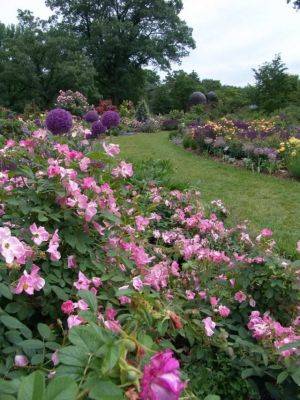 Organic rose care, with scott arboretum’s adam glas - awaytogarden.com - state Pennsylvania