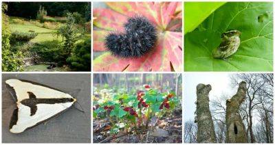 9/15 workshops: find & encourage the wild in your garden, with conrad & claudia vispo - awaytogarden.com
