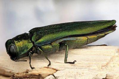 Getting smarter about imported forest pests, with cary institute’s dr. gary lovett - awaytogarden.com - state Michigan
