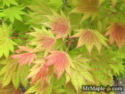 A world of unusual japanese maples, ginkgoes, and metasequoias, with tim nichols - awaytogarden.com - Japan - state North Carolina
