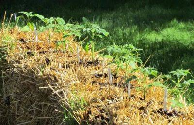 Straw-bale garden how-to, with craig lehoullier - awaytogarden.com - state North Carolina
